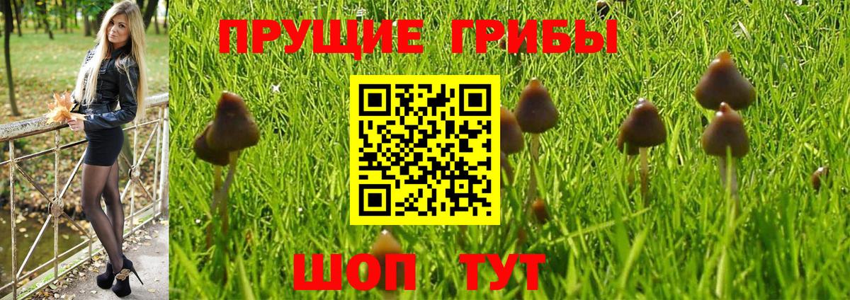 Галлюциногенные грибы Cubensis  Псилоцибиновые грибы GOLDEN TEACHER  Вход с VPN  Ртищево 
